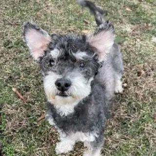 poodle mix looking at camera