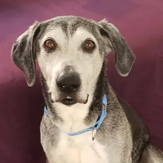 black and white lab mix