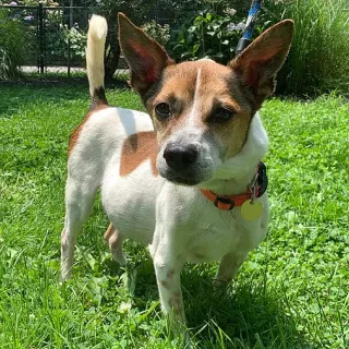 terrier in the grass