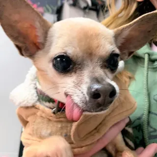 tan chihuahua