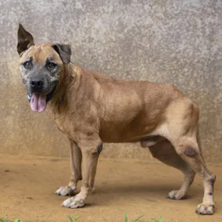 Brown hound / shepherd mix Rolo