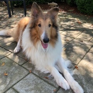 collie laying down