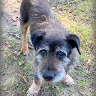 Roscoe the hound mix