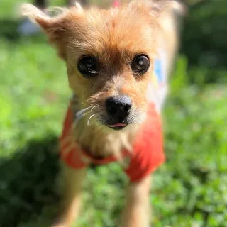 small yorkie terrier