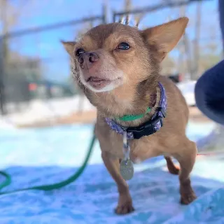 small brown chihuahua