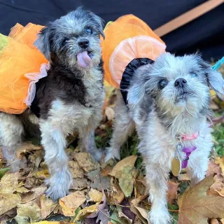 small dogs in orange tutus