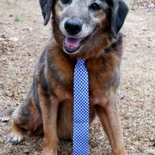 Senior wearing a blue tie Senior wearing a blue tie