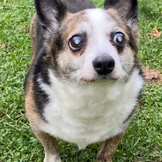 Shorty the Corgi