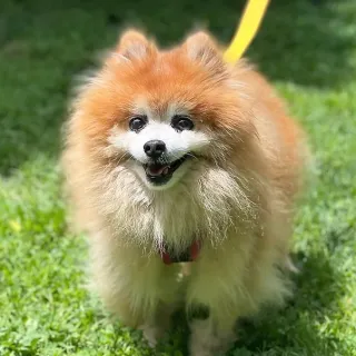 fluffy brown pomeranian in grass