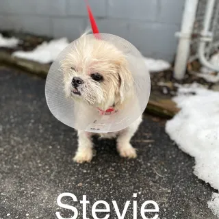 Stevie the Shih Tzu