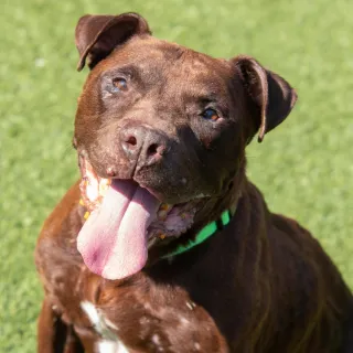 pit bull dog