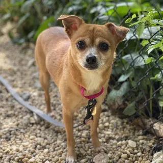 chihuahua dog on pink leash