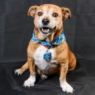 chubby basset hound mix