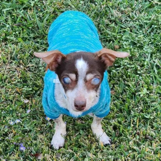 blind terrier dog