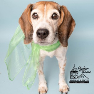 White and brown dog with green scarf standing in blue background