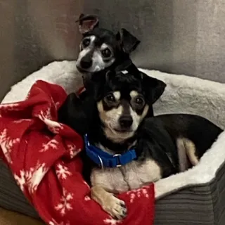 two small black dogs in bed