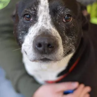 Black dog with white stripe running from forehead to nose on lap